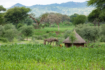 A crop of corn grows in the tropical mountains of Konso, Ethiopia