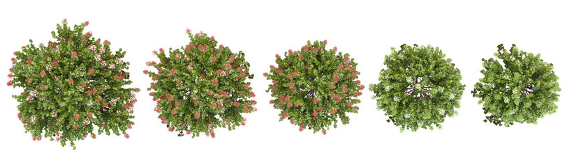 Obraz premium Collection of Glossy abelia plants with transparent background from the top view