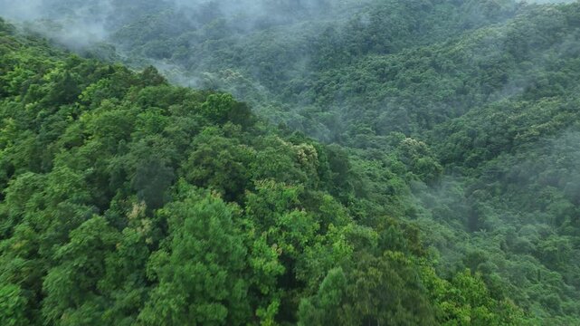 Aerial drone shot over primary Jungle tropical rain forest in Nan, Thailand. Aerial view, moving over a rainforest tree canopy in a slow pace beautiful green nature background of a tropical forest.	