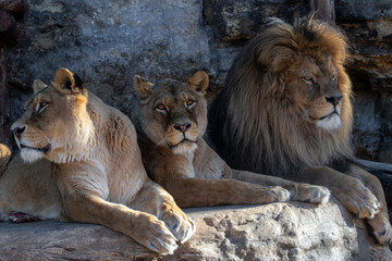 A lion family lying on a rock close-up. (Panthera leo) 