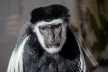 Close-up portrait of a guerez.(Colobus guereza)