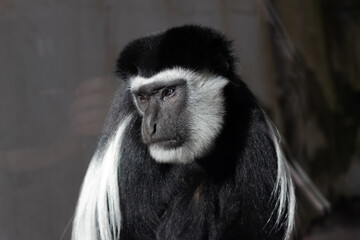 A close-up profile portrait of a Guerez. (Colobus guereza)