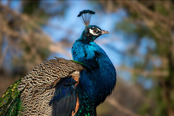 Portrait of an Indian peafowl from close up. (Pavo cristatus)