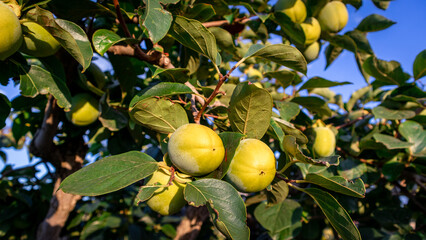 Persimmon crops ready to be harvested in the Valencian Community.