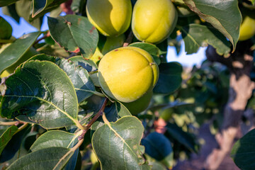 Persimmon crops ready to be harvested in the Valencian Community.