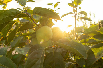 Persimmon crops ready to be harvested in the Valencian Community.