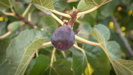 Ripe breves, ready to be harvested in Spain.