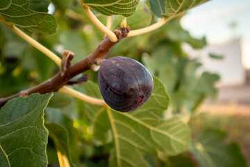 Ripe breves, ready to be harvested in Spain.