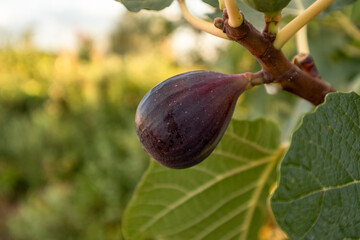 Ripe breves, ready to be harvested in Spain.