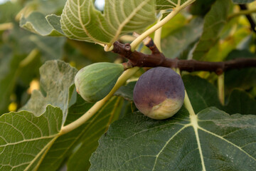 Ripe breves, ready to be harvested in Spain.
