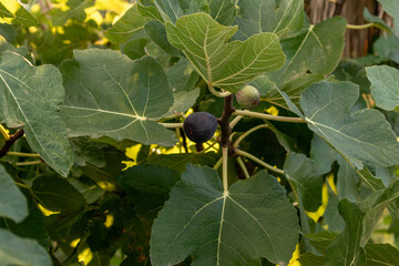 Ripe breves, ready to be harvested in Spain.