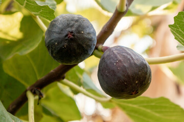 Ripe breves, ready to be harvested in Spain.
