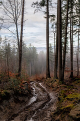 Dark forest in the rain in autumn. Beautiful autumn. Rain in the forest. Wet forest. Cloudy weather in the forest. Beautiful weather. Tall pines.