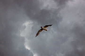 
A seagull soars in the evening sky. Bird against the sky. Photophone. Cover against the sky. Graceful bird.