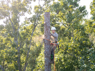 Fototapeta premium Tree arborist climbing high in pine tree to cut trunk.