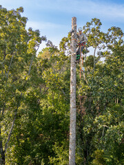 Fototapeta premium Tree arborist climbing high in pine tree to cut trunk.
