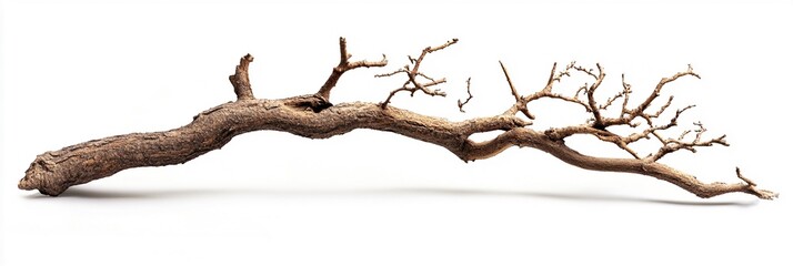 Fototapeta premium Dry Branch of a Tree Isolated on White Background with Organic Curves and Texture, Ideal for Natural Design Elements or Illustrations