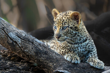 Cute Leopard cub. This leopard (Panthera pardus) cub is coming out of the den when his mother...
