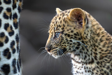 Cute Leopard cub. This leopard (Panthera pardus) cub is coming out of the den when his mother arrives -  in Mashatu Game Reserve in the Tuli Block in Botswana