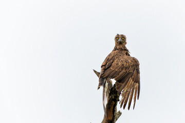 Brown Snake Eagle (Circaetus cinereus) in the rain. This completely wet Brown Snake Eagle is drying his wings before flying away in the Kruger National Park in South Africa
