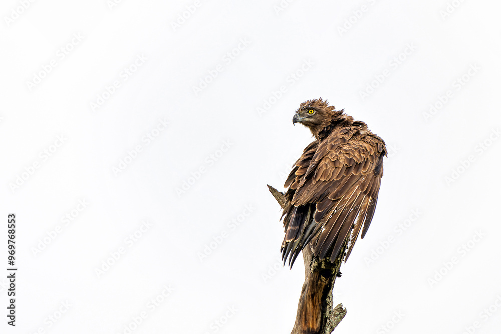 Poster Brown Snake Eagle (Circaetus cinereus) in the rain. This completely wet Brown Snake Eagle is drying his wings before flying away in the Kruger National Park in South Africa