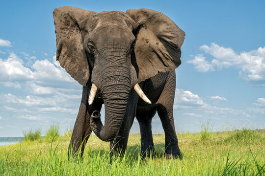 Close encounter with a bull elephant from a boat. African elephant searching for food and water at the Chobe River between Botswana and Namibia in the green season.