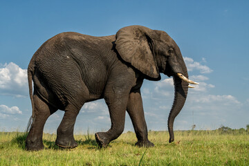 Fototapeta premium Close encounter with a bull elephant from a boat. African elephant searching for food and water at the Chobe River between Botswana and Namibia in the green season.