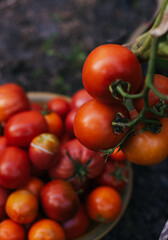 Freshly picked tomatoes of different varieties in a bowl