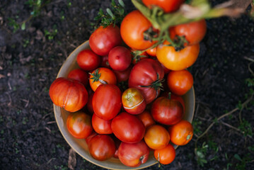 Freshly picked tomatoes of different varieties in a bowl