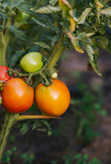 ripening golden and orange colored fruits growing in clusters in an organic summer garden