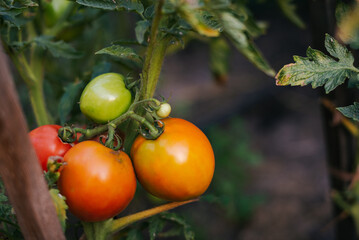 ripening golden and orange colored fruits growing in clusters in an organic summer garden