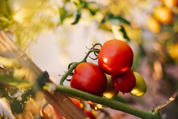 Ripe tomato branch. Tomato crop