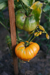 Big yellow tomatoes- pineapple tomato variety