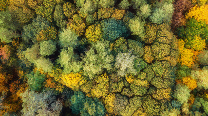 autumn landscape. aerial view of colorful forest. drone shot