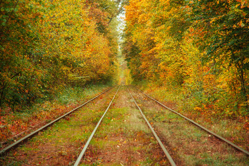 Golden forest. autmn landscape (background)
