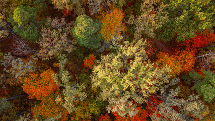 autumn landscape. aerial view of colorful forest. drone shot