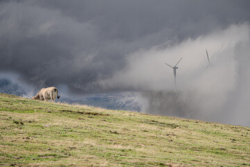 Panoramic view of Windmill farm in Spain, Picón Blanco.