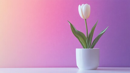 Obraz premium A minimalist white pot with a simple tulip, set against a colorful ombre background shifting from bright pink to lavender