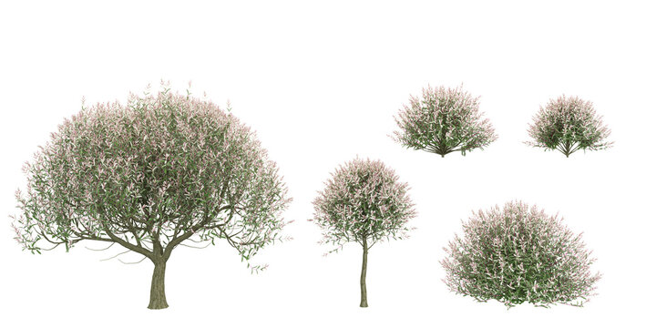 set of Tri color dappled willow trees on transparent background