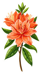 Vibrant Azalea Flower Illustration with Green Leaves - Detailed illustration of a vibrant azalea flower, surrounded by lush green leaves. Perfect for nature-themed artwork or botanical designs