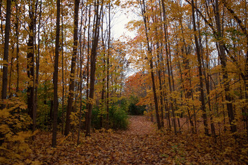 Fototapeta premium Autumn forest with fallen leaves and a path in the foreground. Toronto, Canada. 