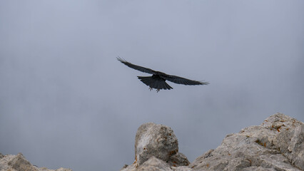 Cuervo volando