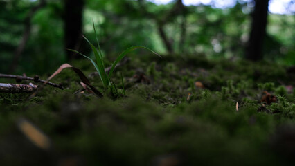 Musgo con planta bosque de irlanda