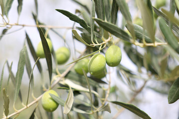 Close up of an olive tree branch with unripe green olives in  sunny day