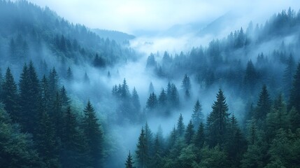Obraz premium Misty Forest with Tall Pine Trees