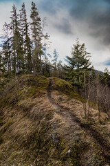 Beautiful nature in the mountains. Slope. Spruce forest on top of the mountain. Landscapes and hiking trails in the mountains.