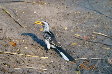 Yellow-billed hornbill bird solitary, seen on a safari in Botswana