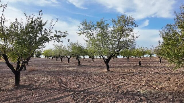 Campo de almendros al atardecer de verano