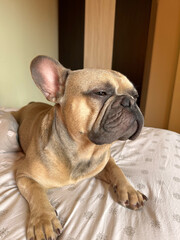 Cute Sleepy French Bulldog on Bed, close-up portrait