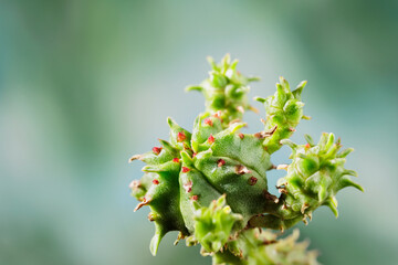 Plant of euphorbia close up